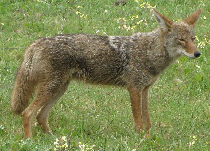 Coyote2008 - Copy